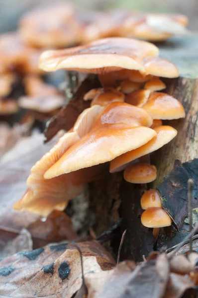 Flammulina Velutipes Mushroms Old Stump — стоковое фото