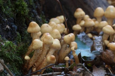 Pholiota alnicola mantarları eski bir kütüğün üzerinde, yakın çekim
