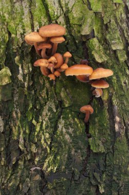 Flammulina velutipes mantarları eski bir kütüğün üzerinde