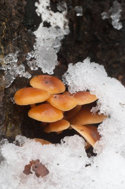 Flammulina velutipes mantarları eski bir kütüğün üzerinde