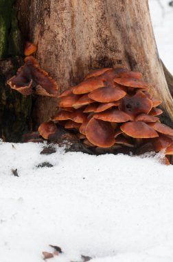 Flammulina velutipes mantarları eski bir kütüğün üzerinde