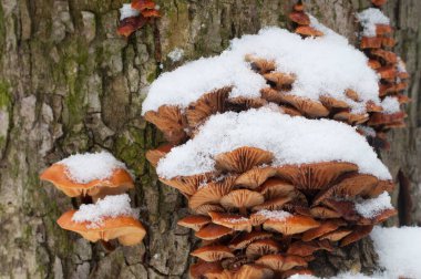 Flammulina velutipes mantarları kışın eski bir kütüğün üzerinde