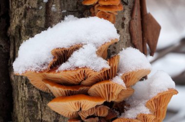 Flammulina velutipes mantarları kışın eski bir kütüğün üzerinde
