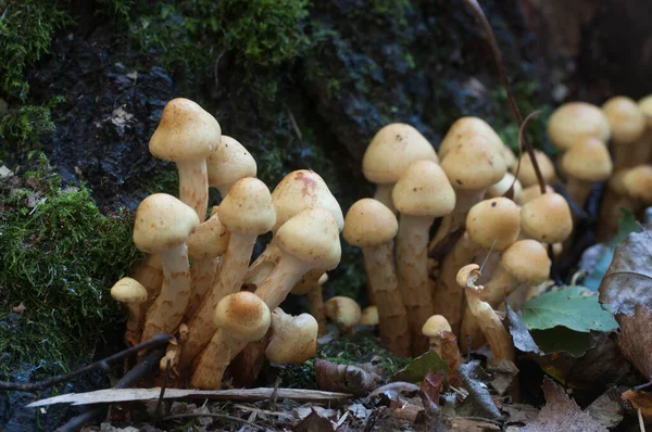 老树桩上的金银花蘑菇 靠近点 — 图库照片
