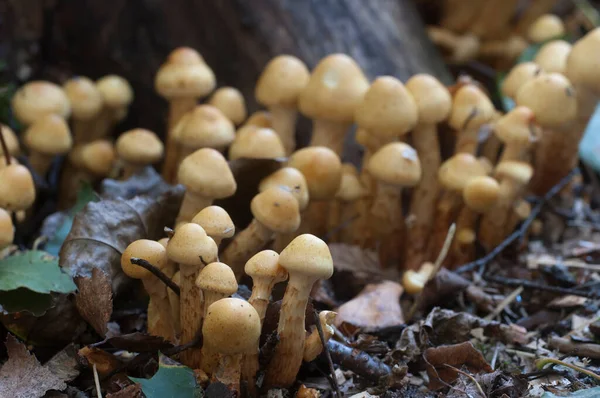 Pholiota Alnicola Champignons Een Oude Stomp Close — Stockfoto