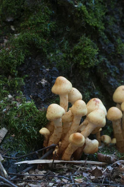 Pholiota Setas Alnicola Tocón Viejo Cerca —  Fotos de Stock