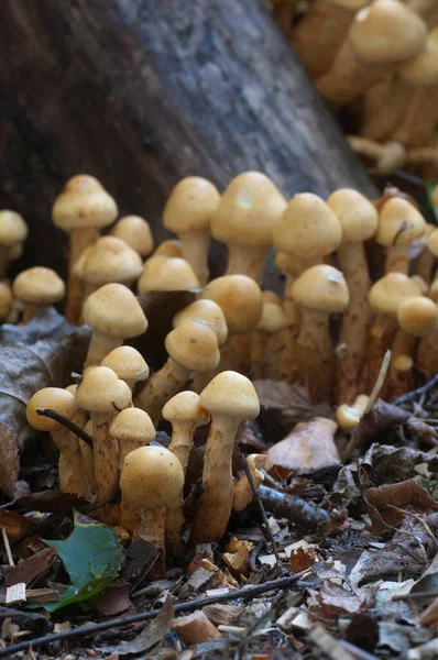 Pholiota Setas Alnicola Tocón Viejo Cerca —  Fotos de Stock