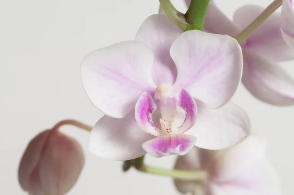 Flores Orquídea Phalaenopsis Fundo Claro Orquídea Borboleta — Fotografia de Stock