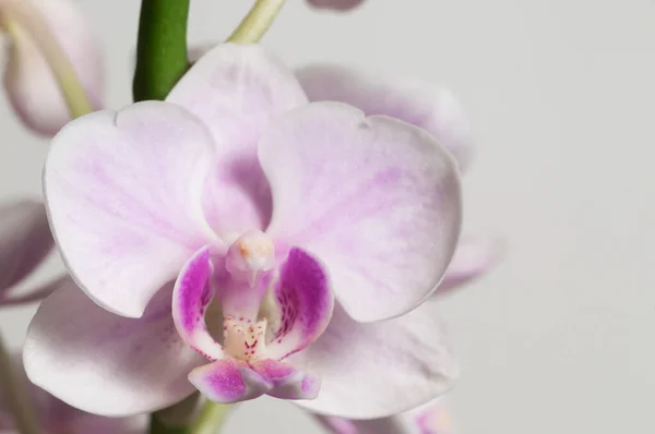 Phalaenopsis Orchidea Virágok Egy Könnyű Háttér Pillangó Orchidea — Stock Fotó