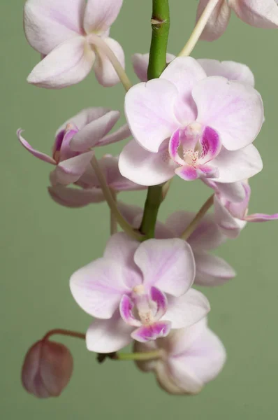 Phalaenopsis Orchidee Bloemen Een Lichte Achtergrond Vlinder Orchidee — Stockfoto