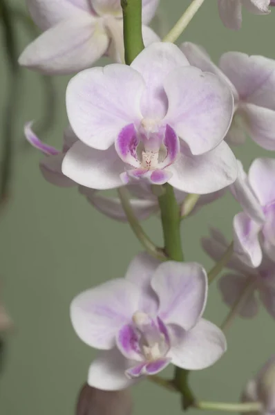 Phalaenopsis Orchid Flowers Green Background Butterfly Orchid — Stock Photo, Image