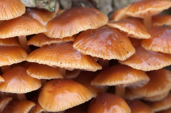 Flammulina Velutipes Setas Tocón Viejo — Foto de Stock