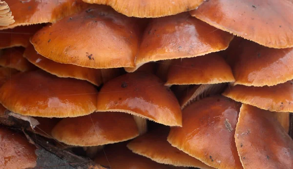 Flammulina Velutipes Setas Tocón Viejo — Foto de Stock