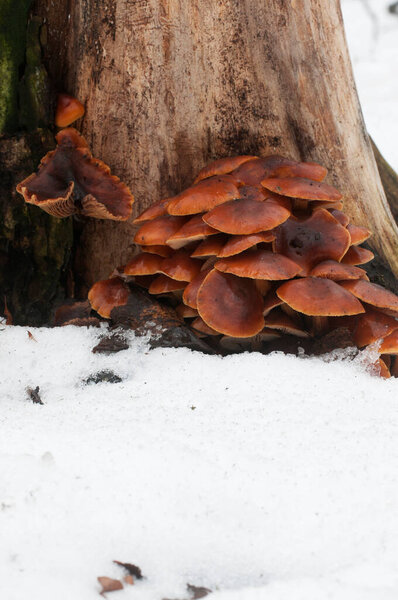 Flammulina velutipes mushrooms on an old stump