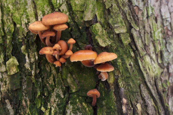 Flammulina Velutipes Setas Tocón Viejo — Foto de Stock