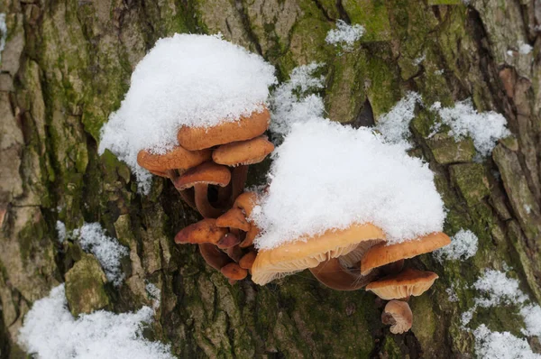 Flammulina Velutipes Apanha Cogumelos Velho Toco Inverno — Fotografia de Stock