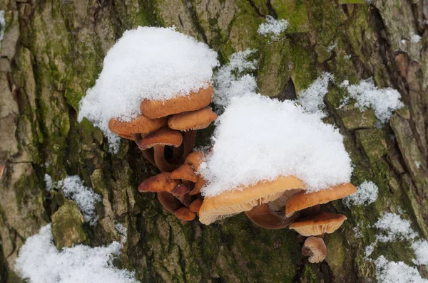 Flammulina Velutipes Funghi Vecchio Ceppo Inverno — Foto Stock