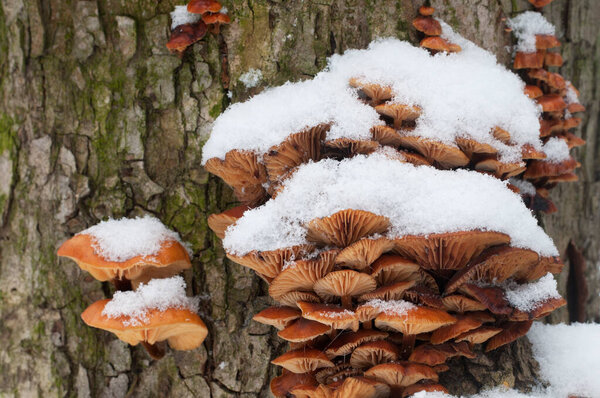 Flammulina velutipes mushrooms on an old stump in winter