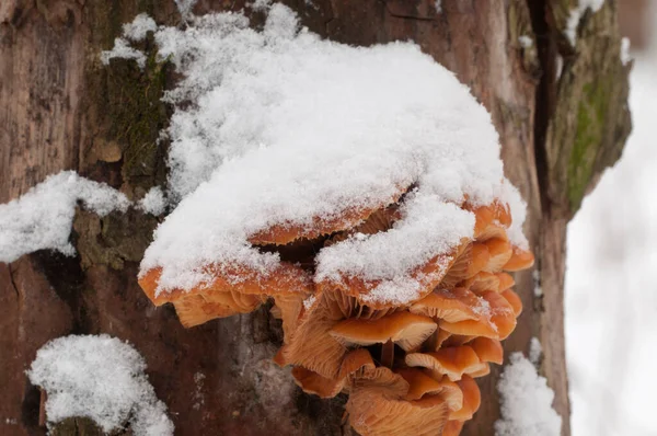 Flammulina Βελουτέ Μανιτάρια Ένα Παλιό Κούτσουρο Χειμώνα — Φωτογραφία Αρχείου