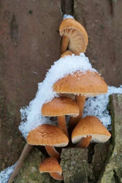 Flammulina Velutipes Funghi Vecchio Ceppo Inverno — Foto Stock