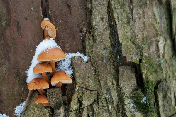 Flammulina Velutipes Funghi Vecchio Ceppo Inverno — Foto Stock