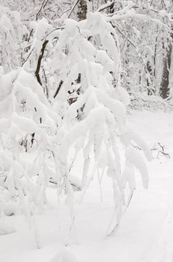 Kar fırtınasından sonra parkı olan kış manzarası