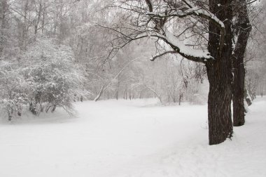 Göletli kış manzarası, Moskova, Rusya 'daki Sokolniki parkı.