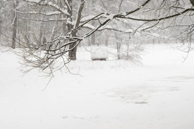 Göletli kış manzarası, Moskova, Rusya 'daki Sokolniki parkı.