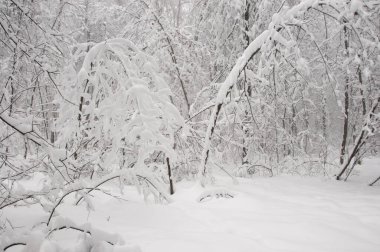 Kar fırtınasından sonra parkı olan kış manzarası