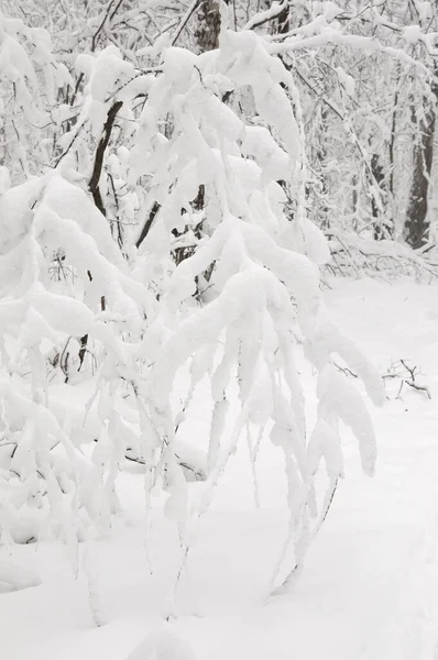 Χειμερινό Τοπίο Ένα Πάρκο Μετά Από Χιονοθύελλα — Φωτογραφία Αρχείου