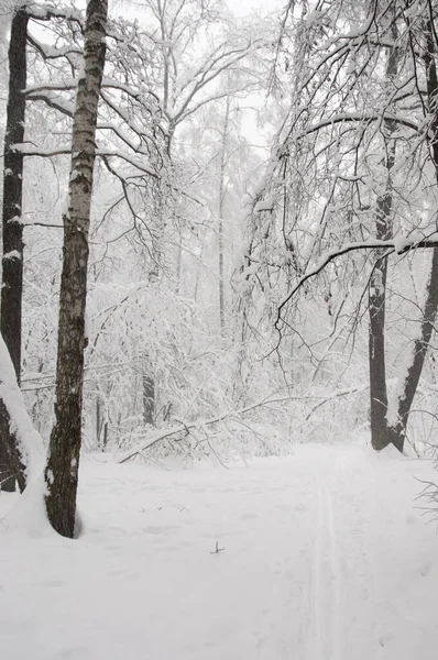 Paisaje Invernal Con Parque Después Tormenta Nieve — Foto de Stock