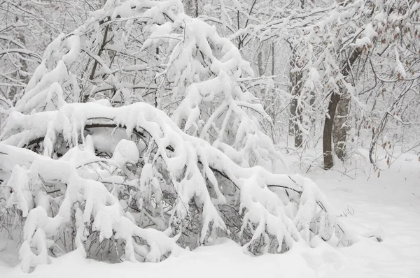 Kar fırtınasından sonra parkı olan kış manzarası