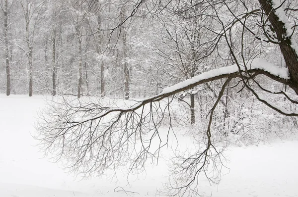Paisagem Inverno Com Uma Lagoa Parque Sokolniki Moscou Rússia — Fotografia de Stock
