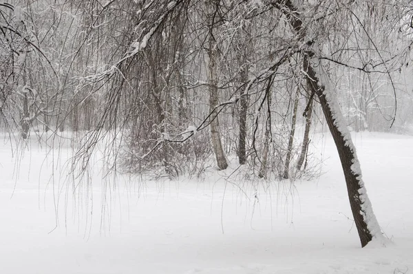 Paisaje Invierno Con Estanque Parque Sokolniki Moscú Rusia — Foto de Stock