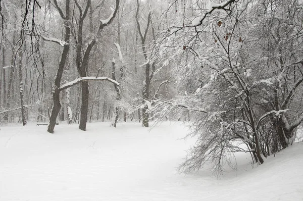 Paisaje Invierno Con Estanque Parque Sokolniki Moscú Rusia — Foto de Stock