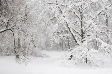Göletli kış manzarası, Moskova, Rusya 'daki Sokolniki parkı.