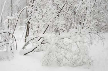 Kar fırtınasından sonra parkı olan kış manzarası