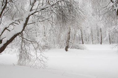 Göletli kış manzarası, Moskova, Rusya 'daki Sokolniki parkı.