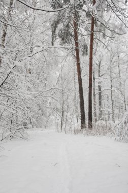 Kar fırtınasından sonra parkı olan kış manzarası