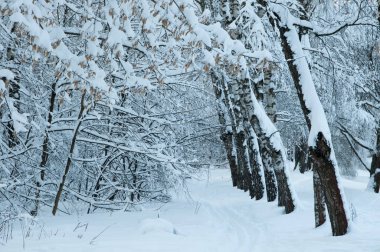 Kar fırtınasından sonra parkı olan kış manzarası