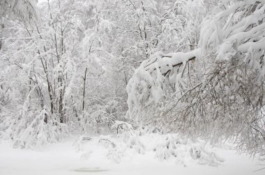 Göletli kış manzarası, Moskova, Rusya 'daki Sokolniki parkı.