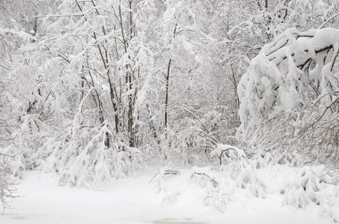 Göletli kış manzarası, Moskova, Rusya 'daki Sokolniki parkı.