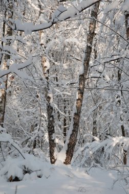 Kar fırtınasından sonra parkı olan kış manzarası