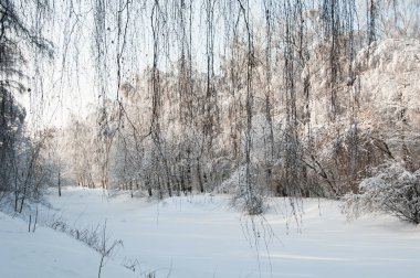 Göletli kış manzarası, Moskova, Rusya 'daki Sokolniki parkı.