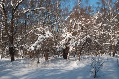 Kar fırtınasından sonra parkı olan kış manzarası