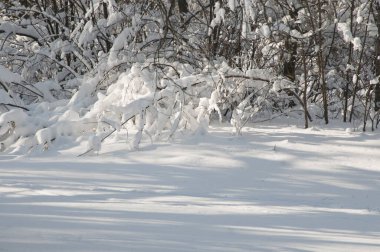 Kar fırtınasından sonra parkı olan kış manzarası