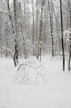 Kar fırtınasından sonra parkı olan kış manzarası