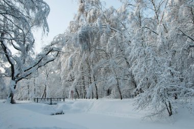 Kar fırtınasından sonra parkı olan kış manzarası