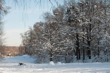 Göletli kış manzarası, Moskova, Rusya 'daki Sokolniki parkı.