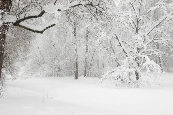 Paisaje Invierno Con Estanque Parque Sokolniki Moscú Rusia — Foto de Stock